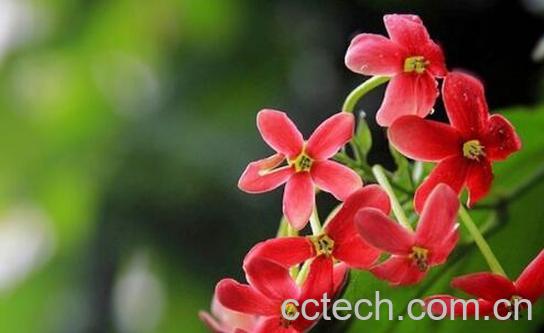 使君子花怎么吃 使君子花的食用方法-1