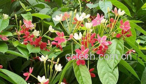 使君子花怎么吃 使君子花的食用方法-0