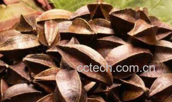 使君子泡水喝的功效与作用-1