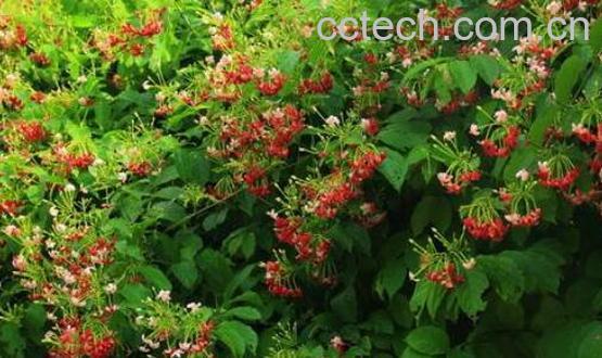 使君子根的功效与作用-0