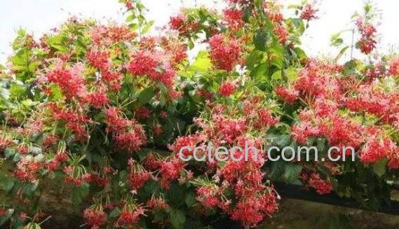 使君子根的功效与作用-1