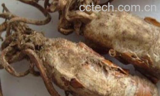 金蝉花哪些人不能吃 金蝉花的最佳服用方法-0