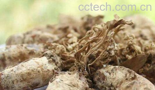 金蝉花哪些人不能吃 金蝉花的最佳服用方法-1