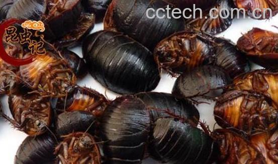 土鳖虫泡酒的功效和方法-0