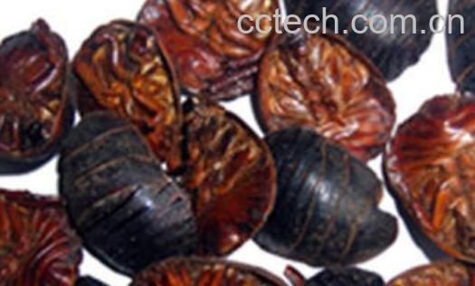 土鳖虫泡酒的功效和方法-1