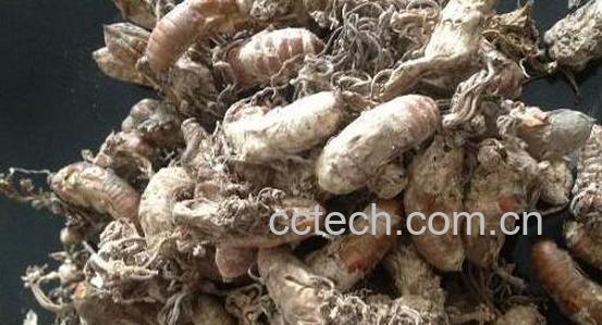 吃金蝉花的害处 金蝉花的毒副作用-0