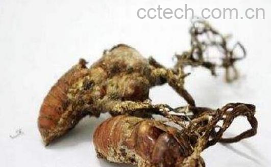 吃金蝉花的害处 金蝉花的毒副作用-1