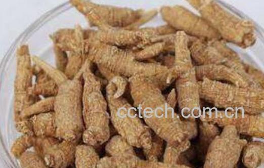 花旗参能天天泡水喝吗 花旗参的禁忌人群-0