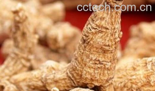 花旗参能天天泡水喝吗 花旗参的禁忌人群-1