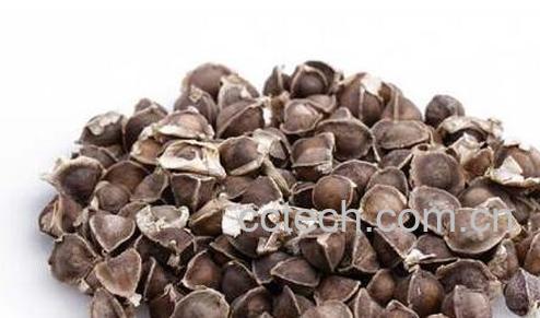 辣木籽花的功效和作用 辣木籽花怎么吃-0