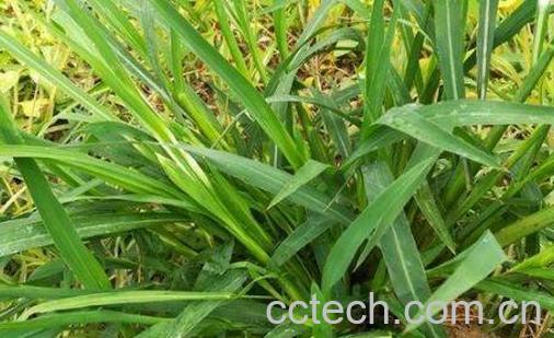 牛筋草煎水的功效与作用-0