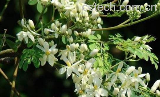 辣木籽花的功效和作用 辣木籽花怎么吃-1
