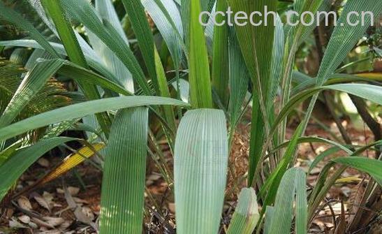 仙茅对女性的功效与作用-1