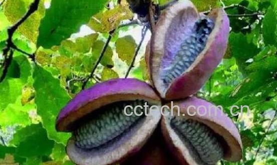 野生八月瓜如何移栽-0