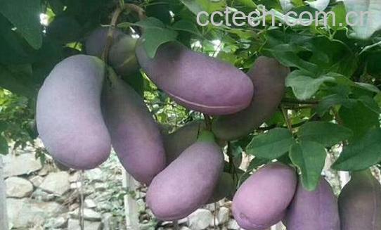 野生八月瓜如何移栽-1