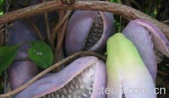 八月瓜根泡酒功效与作用-1