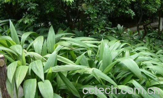 仙茅的副作用及禁忌-0