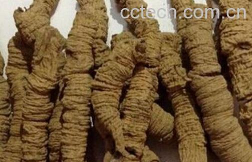 巴戟对女人有什么功效 女性吃巴戟天的功效-1