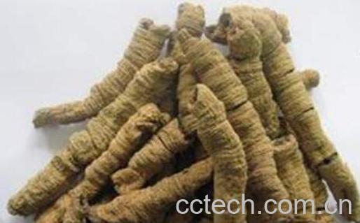 巴戟对女人有什么功效 女性吃巴戟天的功效-0