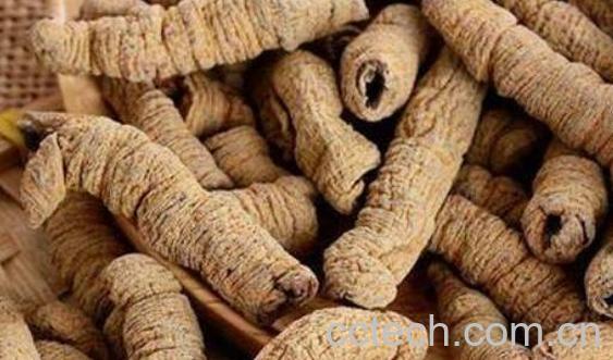 巴戟天的作用和功效 吃巴戟天的禁忌-1