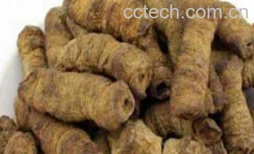 巴戟天的作用和功效 吃巴戟天的禁忌-0