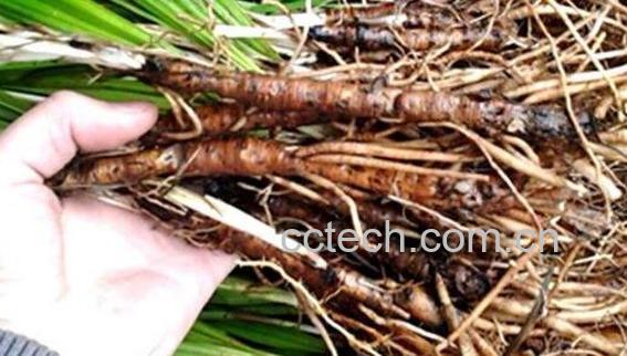 独脚仙茅的功效与作用-0