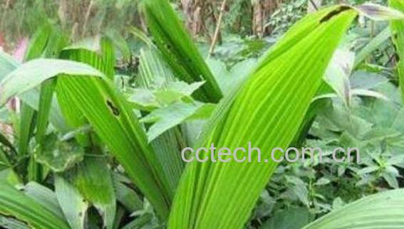 新鲜仙茅怎么食用 新鲜仙茅的食用方法-0