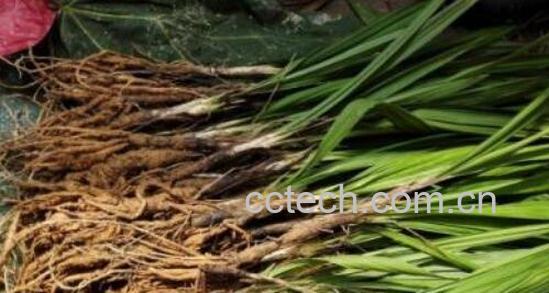 新鲜仙茅怎么食用 新鲜仙茅的食用方法-1