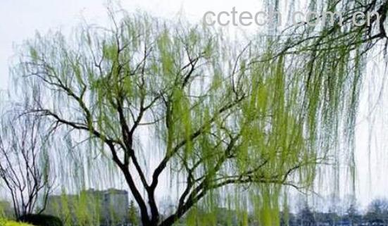 柳树的功效与作用 柳树的副作用-1