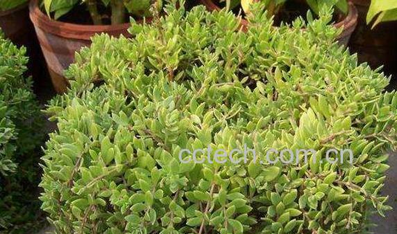 垂盆草的功效与作用 垂盆草的药用价值-0