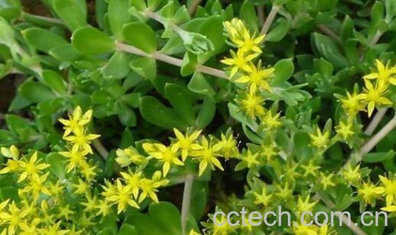 垂盆草的功效与作用 垂盆草的药用价值-1