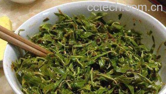 柳芽怎么吃 柳芽的吃法大全-0