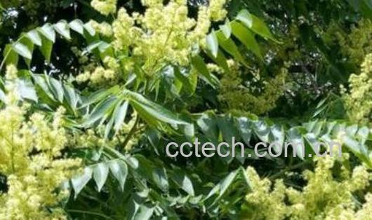 臭椿的功效与作用 臭椿可以吃吗-0