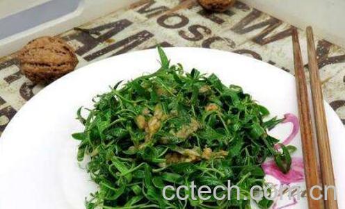 柳芽怎么吃 柳芽的吃法大全-1