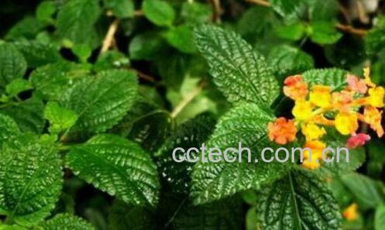 臭草的功效与作用及药用价值-0