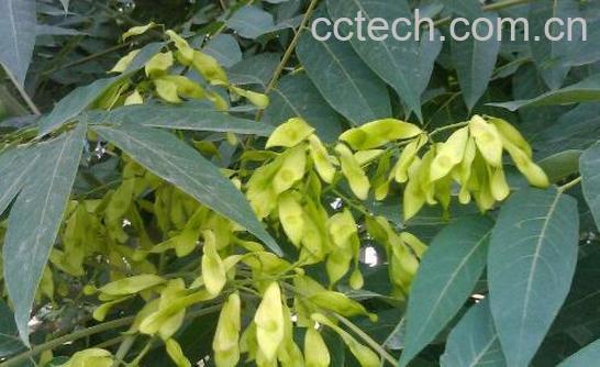 臭椿的功效与作用 臭椿可以吃吗-1