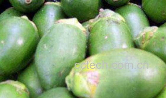 第一次吃槟榔什么反应 吃槟榔的危害-1