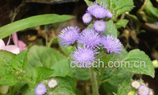 臭草的功效与作用及药用价值-1