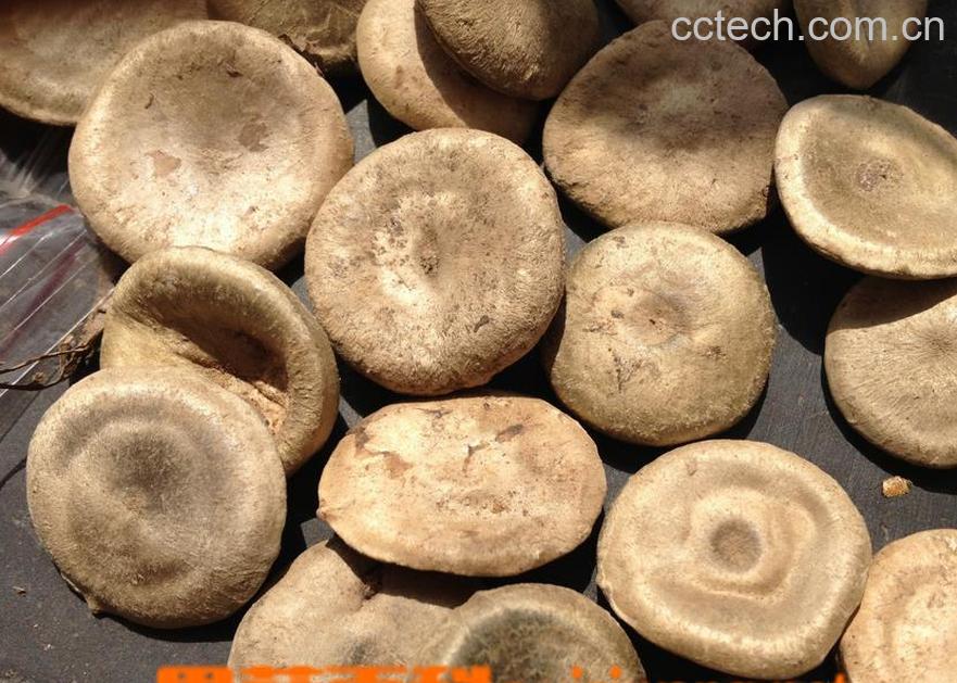 果蔬百科马钱子图片 马钱子的功效与作用-0