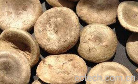  马钱子的功效与作用 马钱子的副作用-1