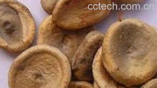 马钱子的功效与作用及副作用-0