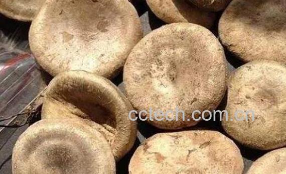 马钱子油的功效与作用-0