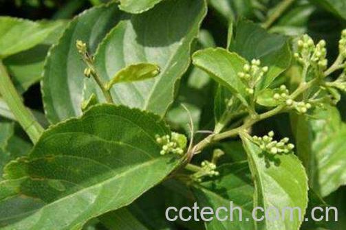 雷公藤的功效与作用-0