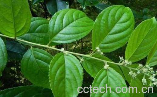 雷公藤的功效与作用-1