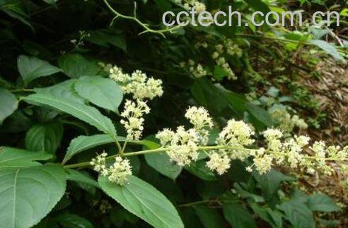 苍术的功效与作用及药用价值-1