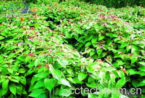 果蔬百科雷公藤-0