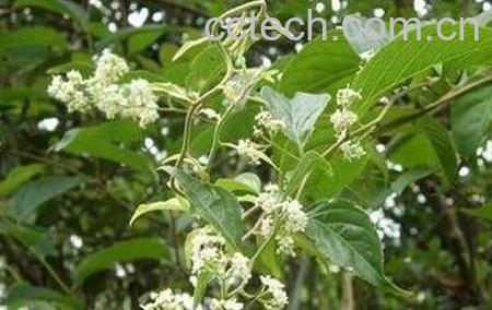 雷公藤的功效与作用-0