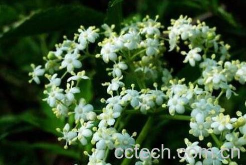 接骨木的功效与作用及禁忌-0