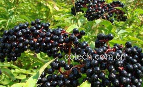 接骨木的功效与作用 接骨木对皮肤功效-0