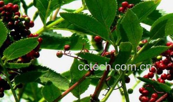 接骨木的功效与作用 接骨木对皮肤功效-1